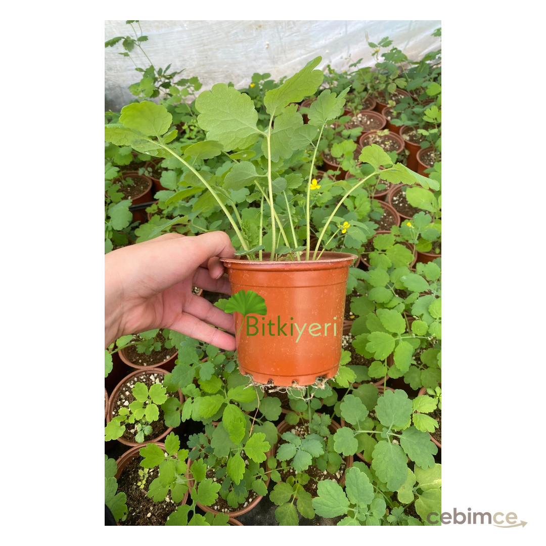ULUDAĞ HERBAL Kırlangıç - Saksıda Kırlangıç Otu-temre Otu-göz Otu