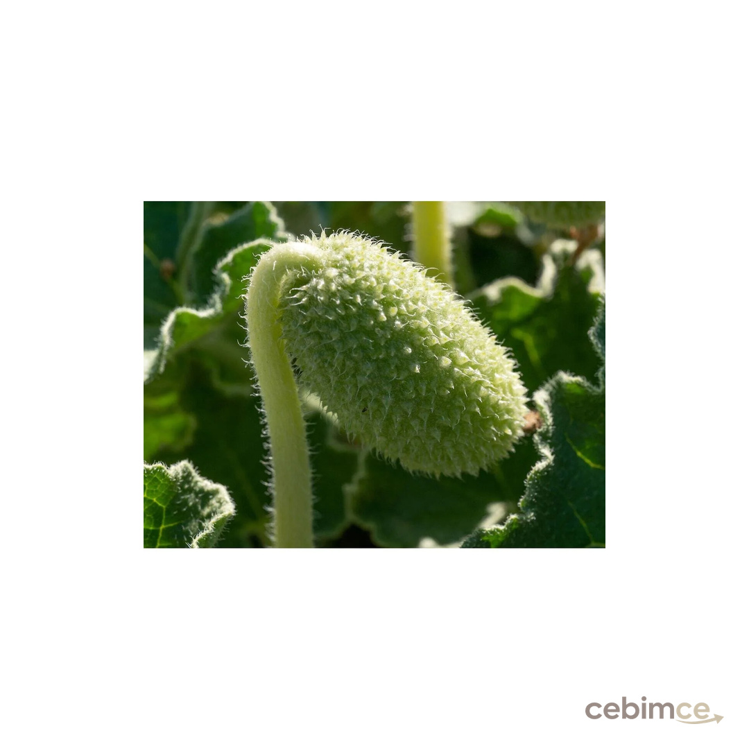 EYM Ticaret Acı Kavun Squirting Cucumber 5 Adet
