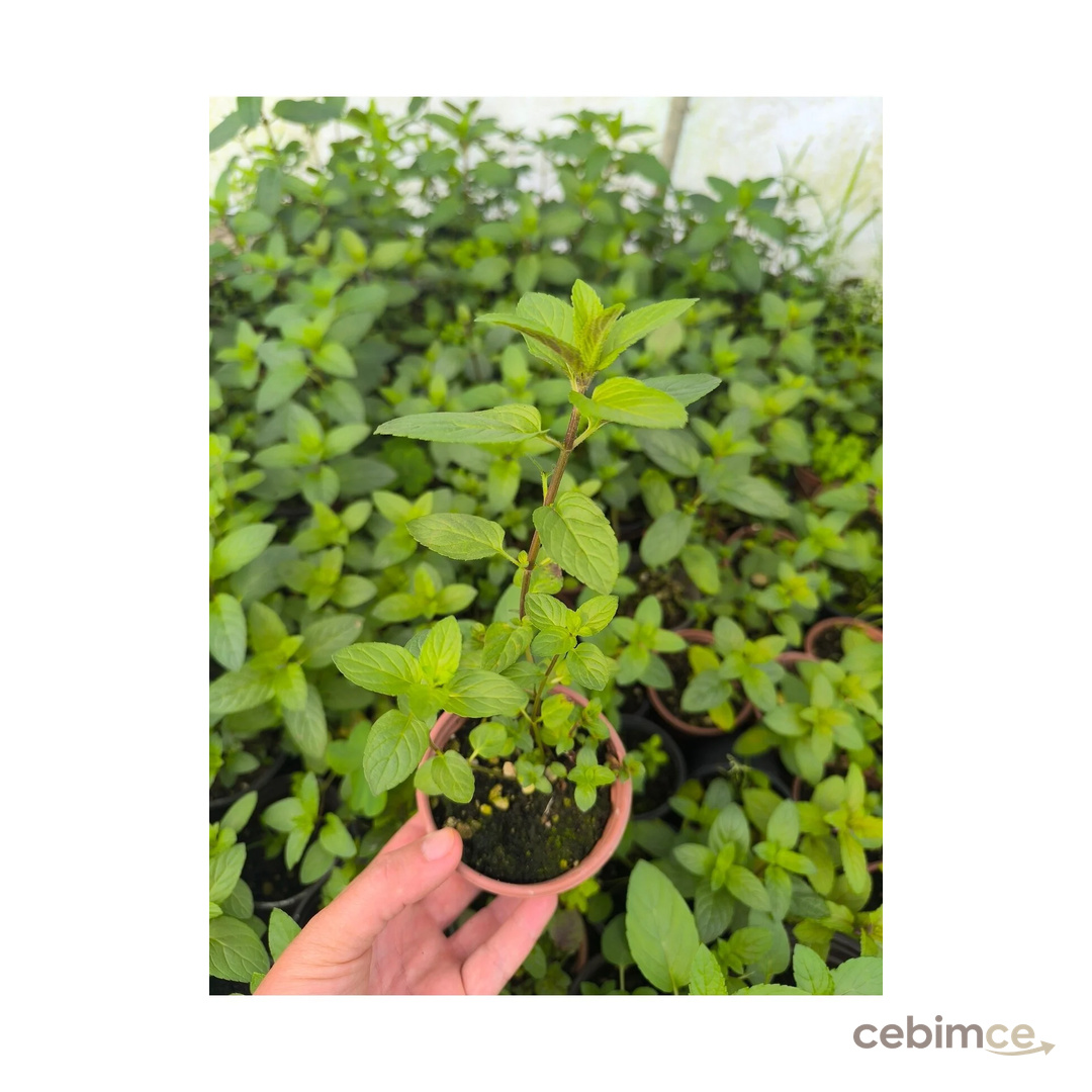 artemisiatıbbibitki Tıbbi Nane Fidesi Saksıda 8 cm'lik Saksı