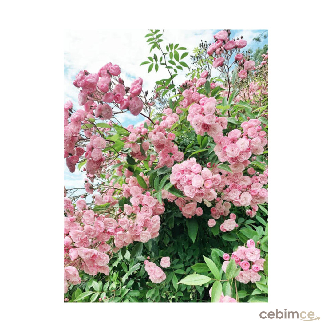 Bitkim Sende Videolu Pembe Sarmaşık Ponpon Gül Fidanı 1 Adet Dış Mekan Bitkisi 35-60 Cm (PİNK CLİMBİNG ROSE)