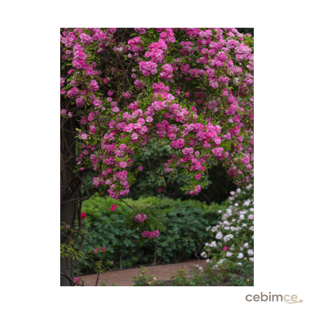 Gardenbox Videolu Pembe Özel Tür Mis Kokulu 1 Adet Sarmaşık Gül Fidanı Saksılı 70-110 Cm (PİNK CLİMBİNG ROSE)